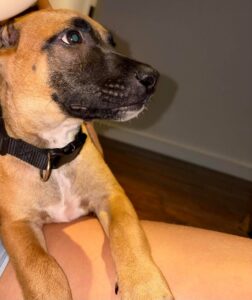 Baloo