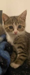 Tite minette